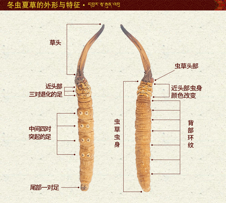 ���x�Ĳ݈DƬ,�������x�ĲݵĈDƬ,���x�ĲݵĘ����c����,�����x�݈DƬ,���x�Ĳݵ����^