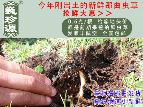 ���r���x�Ĳ����������r�x����Ρ��Դ0.6��/���^�����r�������x�Ĳݣ������ڳ����������^�����r�x��