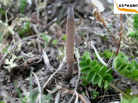 ���x(ch��ng)��,���x(ch��ng)�Ĳ���ʲô,���x(ch��ng)�Ĳݽ�B,ʲô�Ƕ��x(ch��ng)�Ĳ�