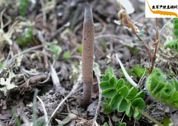 冬蟲夏草是怎么形成的,冬蟲夏草是怎么樣長成的,冬蟲夏草生長過程是怎樣生長出來的